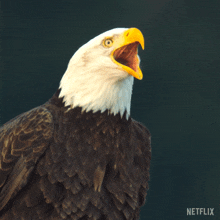 Eagle Gif