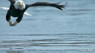 Eagle Gif