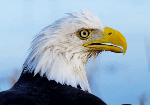 Eagle Gif