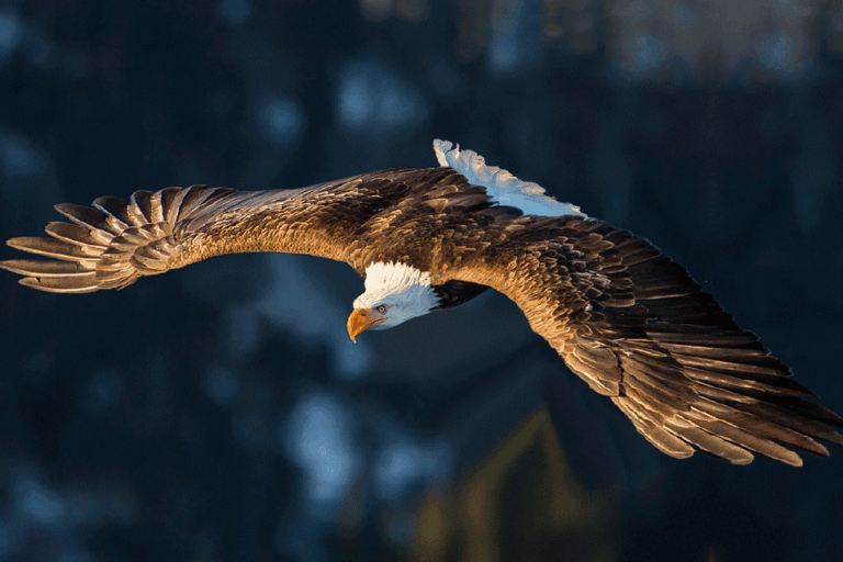 Eagle Animated GIF