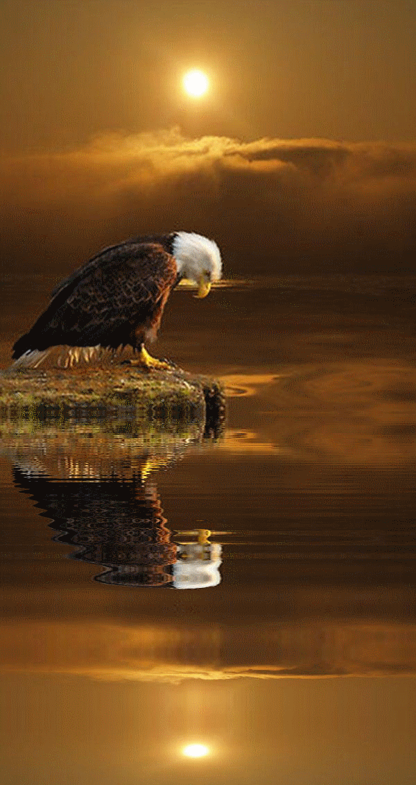 Eagle Gif