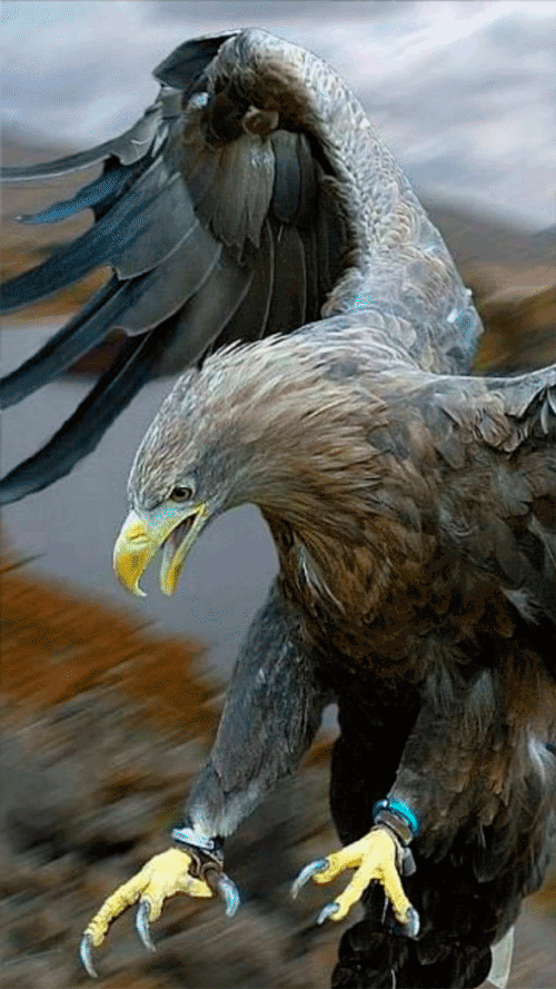 Eagle Gif