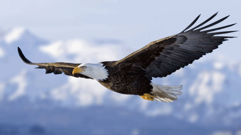 Eagle Animated GIF