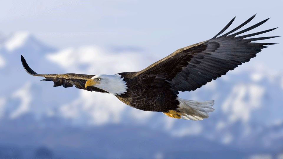 Eagle Gif