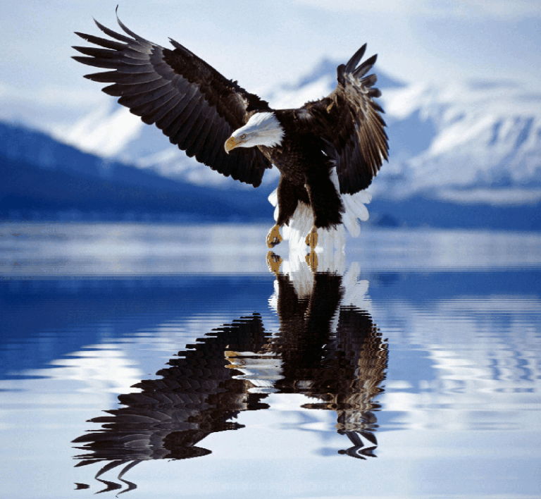 Eagle Animated GIF