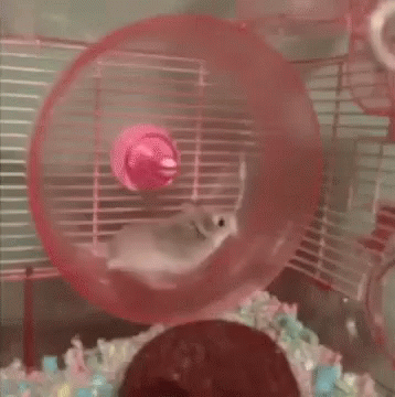 Hamster Gif