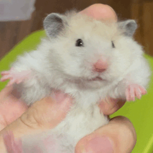 Hamster Gif