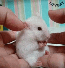 Hamster Gif