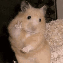 Hamster Gif