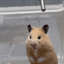 Hamster Gif