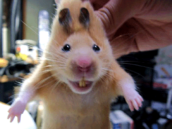 Hamster Gif