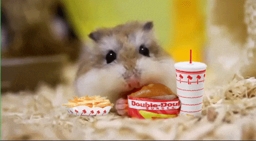 Hamster Gif