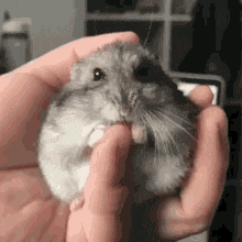 Hamster Gif