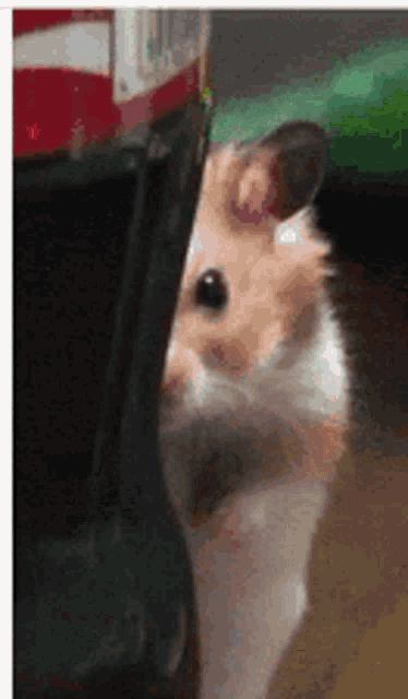 Hamster Gif