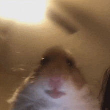 Hamster Gif