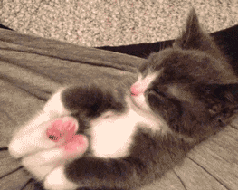 Sleepy Gif