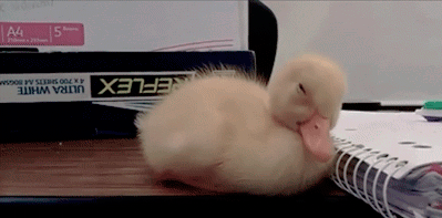 Sleepy Gif