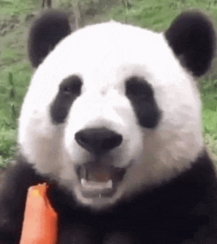 Giant Panda Gif