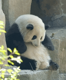 Giant Panda Gif