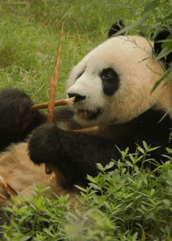 Giant Panda Gif