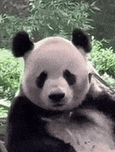 Giant Panda Gif