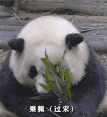 Giant Panda Gif