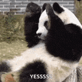 Giant Panda Gif