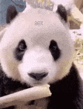 Giant Panda Gif