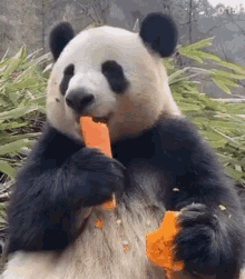 Giant Panda Gif