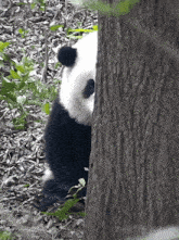 Giant Panda Gif