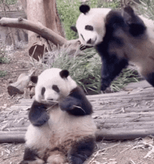 Giant Panda Gif