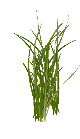 Grass Gif
