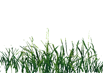 Grass Gif