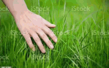 Grass Gif
