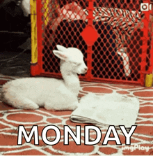 Monday Gif