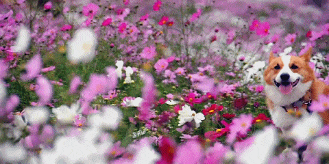 Spring Gif