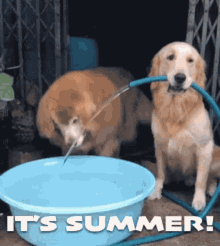 Summer Gif