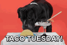 Taco Tuesday Gif