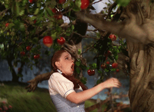 The Wizard Of Oz Gif