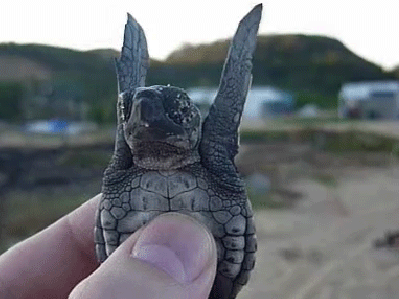 Turtle Gif