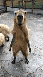 Capybara Gif