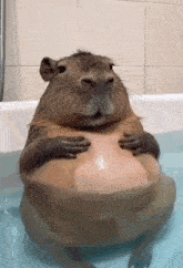 Capybara Gif