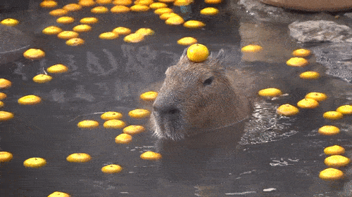 Capybara Gif