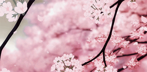 Cherry Blossom Gif