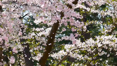 Cherry Blossom Gif