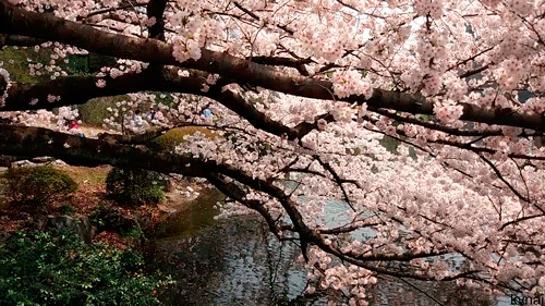 Cherry Blossom Gif