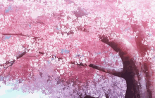 Cherry Blossom Gif