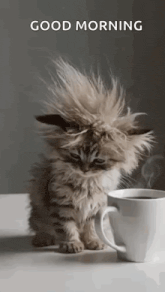 Good Morning Gif
