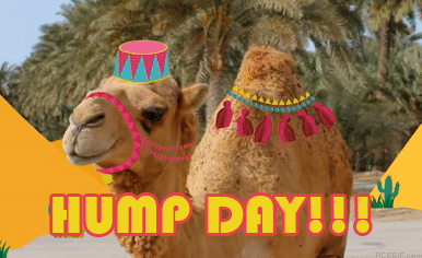 Humpday Gif
