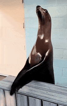 Sea Lions Gif